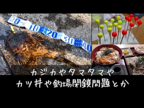 【釣り場閉鎖】カジカとタマタマとかつ丼と【道南釣り】北海道釣り　クロガシラ