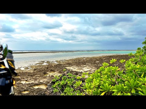 4日後…、泳がせ釣りでついに化け物が姿を表す