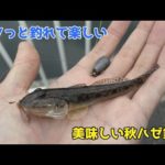 サクっと釣れて楽しい美味しい秋ハゼ釣り