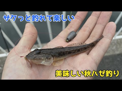 サクっと釣れて楽しい美味しい秋ハゼ釣り