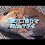 『遠投カゴ釣りでマダイヒット！』fishingmax垂水店