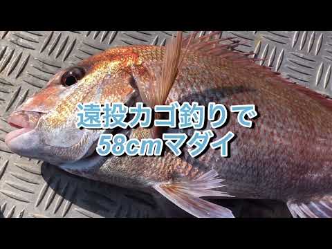 『遠投カゴ釣りでマダイヒット！』fishingmax垂水店