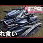 【釣り客は歓喜】沿岸に大量のサンマが押し寄せる  北海道オホーツク海沿岸