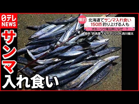 【釣り客は歓喜】沿岸に大量のサンマが押し寄せる  北海道オホーツク海沿岸