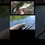 【バス釣り】ギル系ビックベイトの捕食音たまらん✨