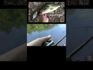 【バス釣り】ギル系ビックベイトの捕食音たまらん✨