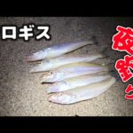 シロギスの夜釣り