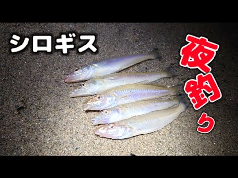 シロギスの夜釣り
