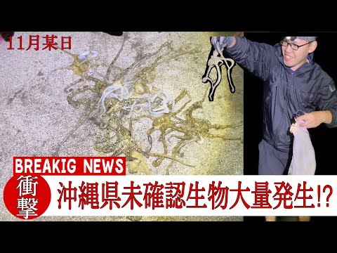 【沖縄釣り】大量発生している未確認生物を追え【イザリ】