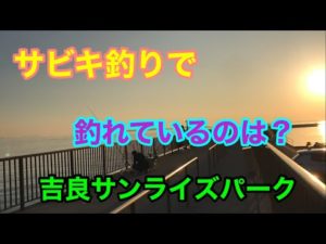 サビキ釣りで釣れているのは?吉良サンライズパーク