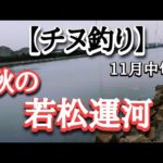 【チヌ釣り】若松運河！秋チヌ調査フィッシング！