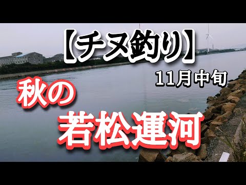 【チヌ釣り】若松運河！秋チヌ調査フィッシング！