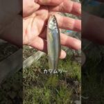 【釣りぶら散歩。】新横浜 砂田川で小物釣り。【淡水】#shorts