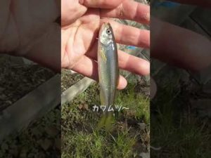 【釣りぶら散歩。】新横浜 砂田川で小物釣り。【淡水】#shorts