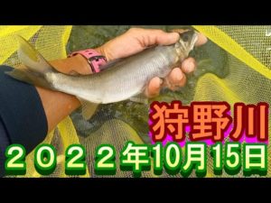 鮎釣り 平水 大仁橋 神島橋下 狩野川 2022年