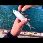 みんなこの魚知ってる？