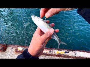 みんなこの魚知ってる?