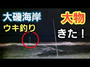 【大磯海岸】夜釣り　電気ウキで大物きた！餌はアオイソメ  2022年11月下旬 若潮