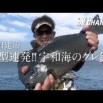 岡田建治「良型連発!! 宇和海のグレ釣り」｜第六十五回　磯ちゃんねる