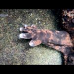 「鬼の首」伝説の川に人気釣りガールが水中カメラを沈めてみたらすごかった　#秋丸美帆 #秦拓馬 #巨大生物 #オオサンショウウオ