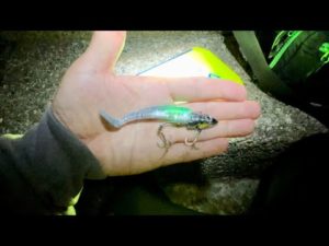 ダイソーVJにケミホタル直接刺しルアーと餌釣り〜集魚灯の効果抜群で爆釣りなるか！？