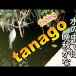 【タナゴ釣り】晩秋のタナゴ釣りを見ていきましょう。