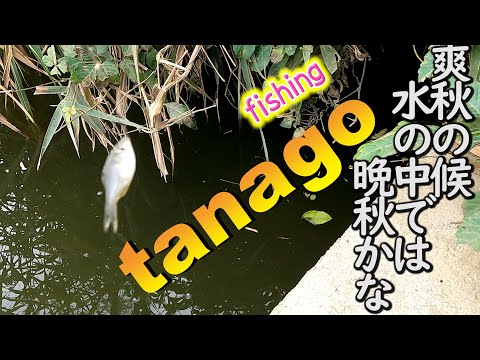 【タナゴ釣り】晩秋のタナゴ釣りを見ていきましょう。