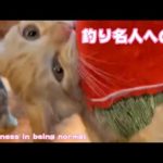 釣れた子猫 釣り名人への道