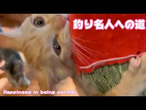 釣れた子猫 釣り名人への道