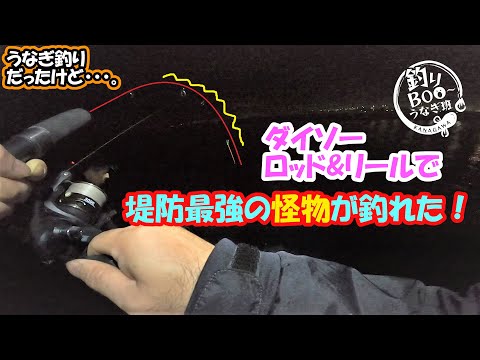 うなぎ釣りのはずがダイソーロッドとダイソーリールで堤防最強の怪物が釣れた。ダイソーの釣り具の底力が凄い！