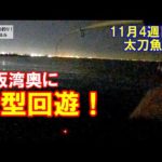 大物回遊！大阪湾奥ＮＫのタチウオ調査。11月4週目の太刀魚釣り。