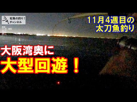 大物回遊！大阪湾奥ＮＫのタチウオ調査。11月4週目の太刀魚釣り。