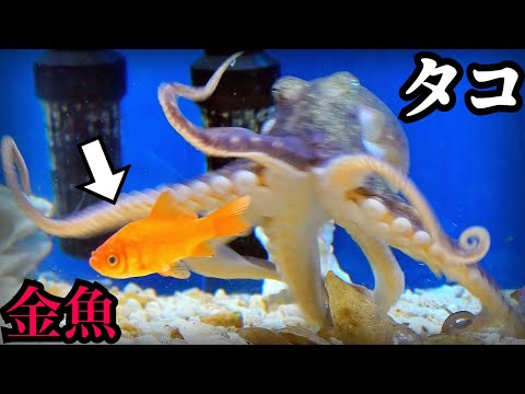 タコの水槽に金魚を入れたらスゴかった…【タコ飼育５】