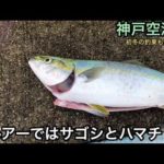 【神戸空港】今朝の状況です。初冬の釣りもの♪fishingmax神戸ハーバー店2022/11/30