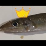 【日本海　富山湾釣り】越ノ潟〜弁天様へ　ゆうまずめ❤️です