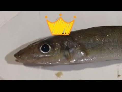 【日本海　富山湾釣り】越ノ潟〜弁天様へ　ゆうまずめ❤️です