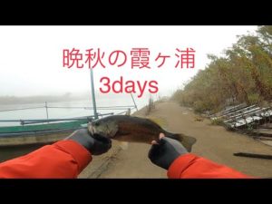 11月晩秋/初冬のバス釣り　霞ヶ浦３Days　[霞ヶ浦　バス釣り　堀割川]