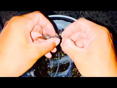 この簡単な釣りがおもしろい。