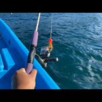 【LIVE】ハタ釣りの撮影ついでにライブ