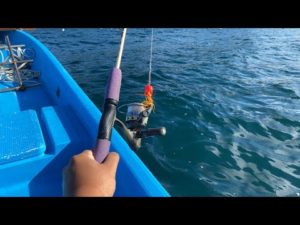 【LIVE】ハタ釣りの撮影ついでにライブ