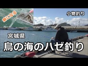 鳥の海のハゼ釣り / 宮城県・鳥の海 / 小物釣り