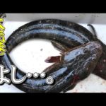 大洗　泳がせ釣りでマゴチ