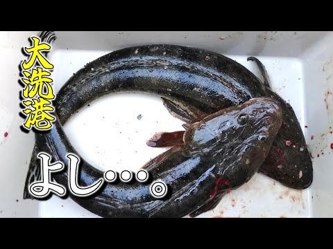 大洗　泳がせ釣りでマゴチ