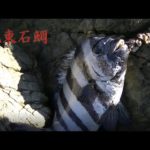 石鯛釣り　志摩51.0㎝ 50.0㎝