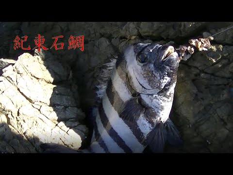 石鯛釣り 志摩51.0㎝ 50.0㎝