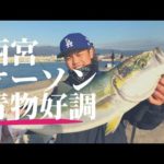 青物・サヨリ絶好調(∩´∀｀)∩　今旬の釣りを楽しもう！　　　　　　フィッシングマックス芦屋店