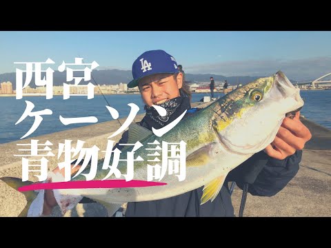 青物・サヨリ絶好調(∩´∀｀)∩　今旬の釣りを楽しもう！　　　　　　フィッシングマックス芦屋店