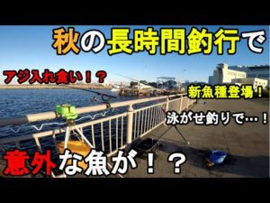 【神奈川県某所】秋の夜中の長時間釣行で意外な魚が！？10月下旬、関東地方の東京湾側に面した釣り場で夕まずめから朝まずめまでぶっ通しで釣りしてみたら新魚種が釣れて泳がせ釣りで…！【2022.10.31】