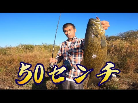 【バス釣り】江戸川　初めてのポイントで出たぞ50アップ！野田市【千葉バス釣り】