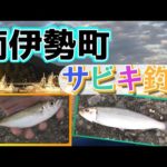 奈屋浦漁港のサビキ釣り調査速報、まだ釣れています？